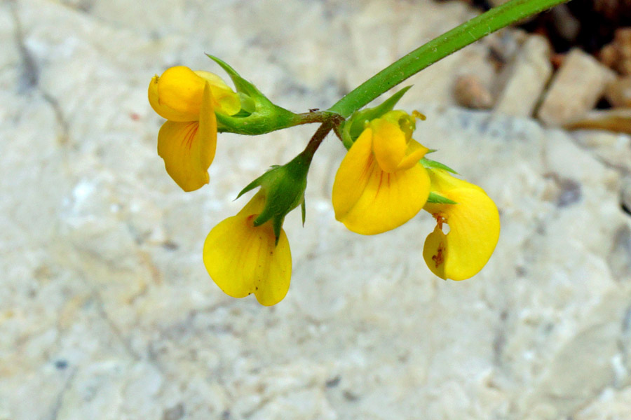 Scorpiurus muricatus / Erba-lombrica comune